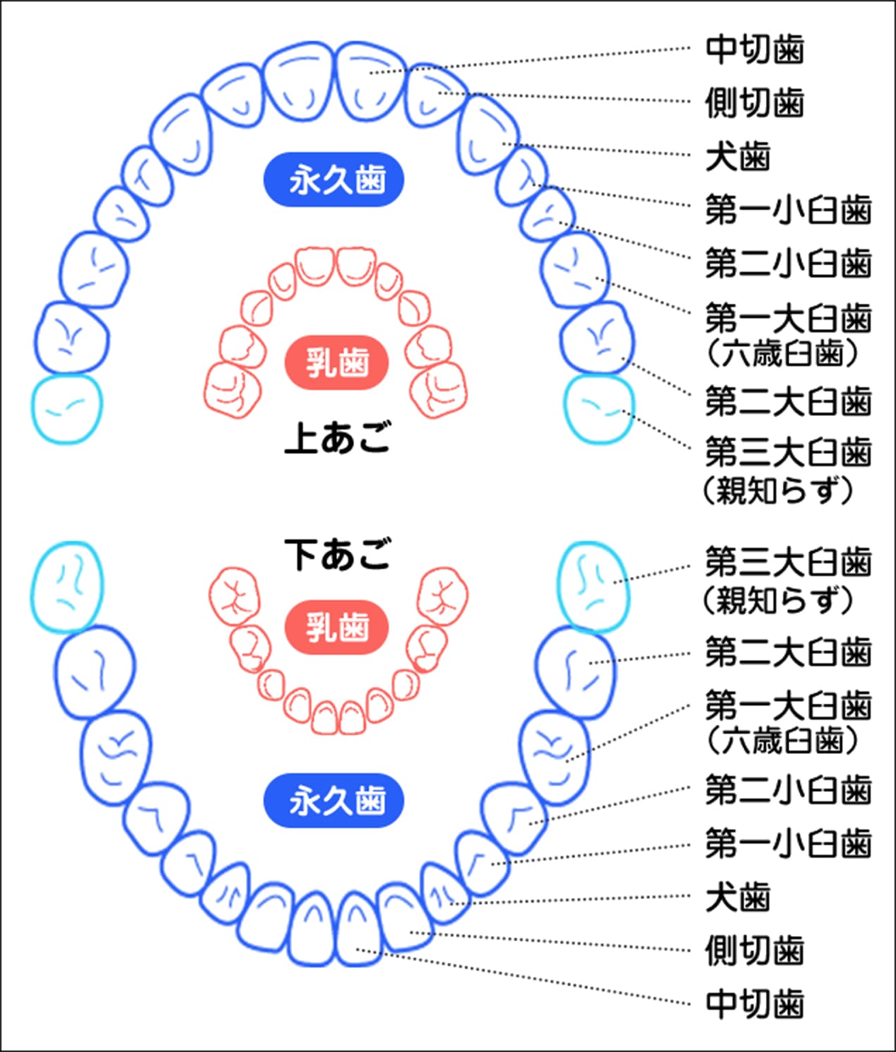 学童期（6才～） #01